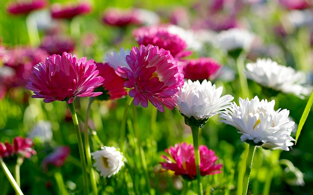 Sommerblumen