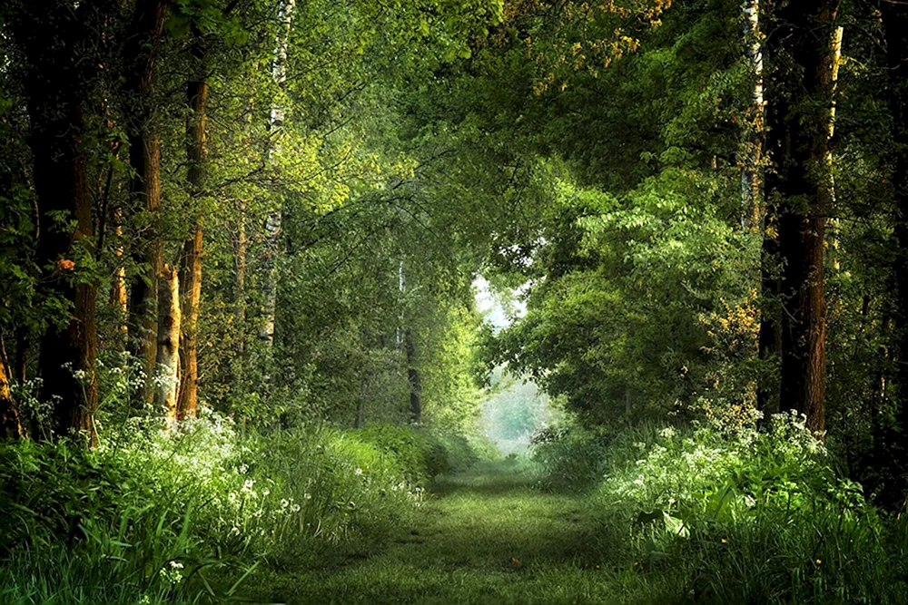 Dunkle Lichtung im Wald