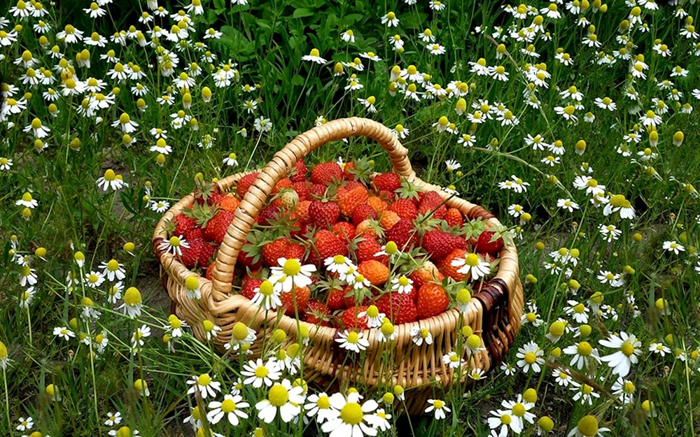 Sommerblumen.