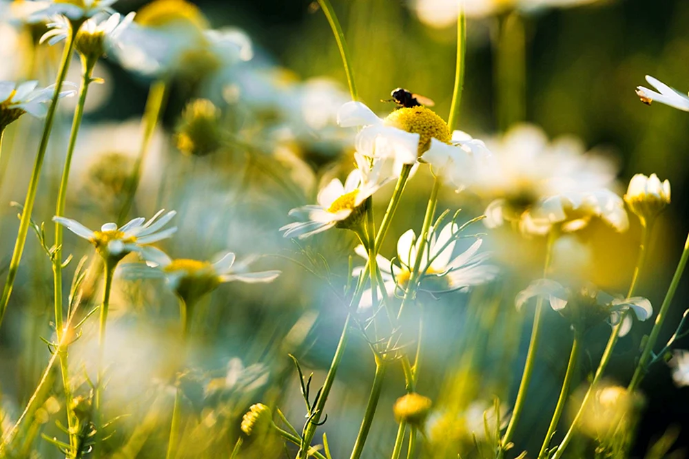 Sommer Hintergrundbild für Desktop