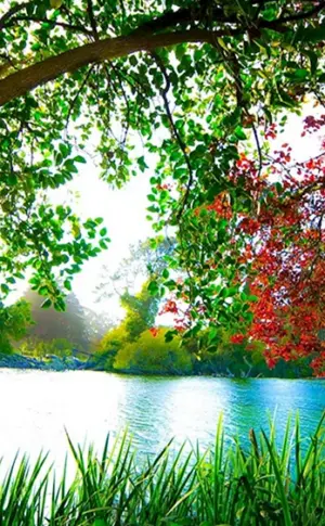 Sommer Natur