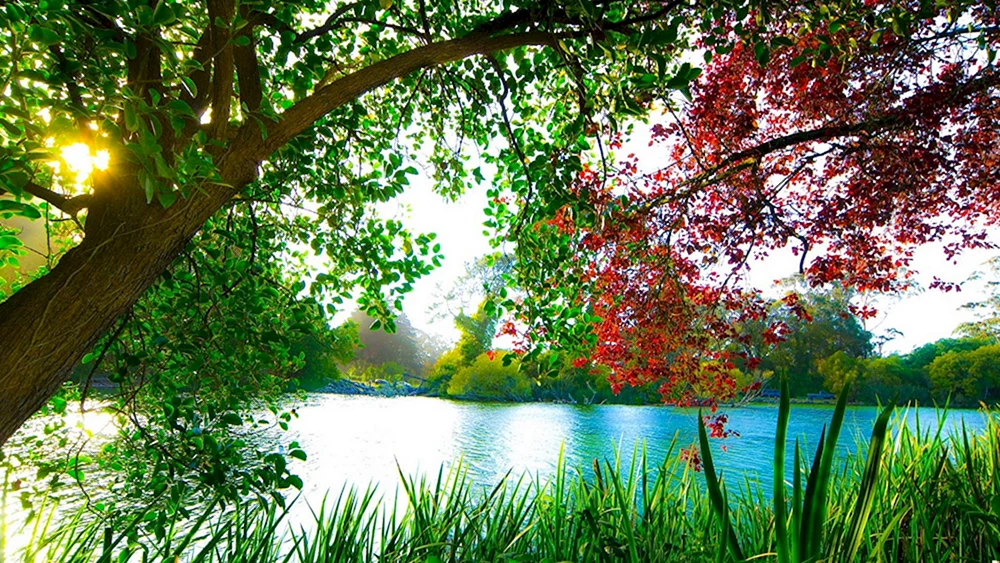 Sommer Natur