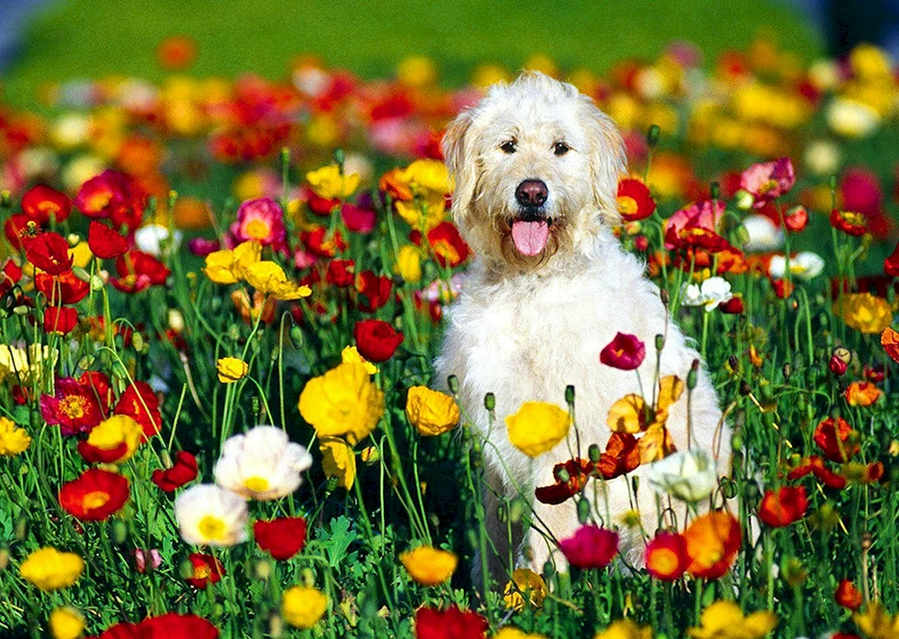 Sommertiere