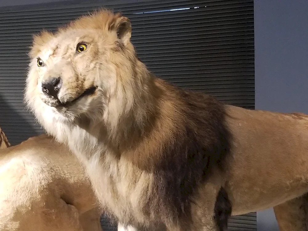 Löwe mit Mähne