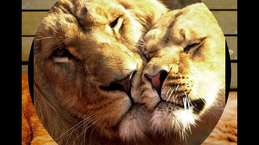 Löwenliebe