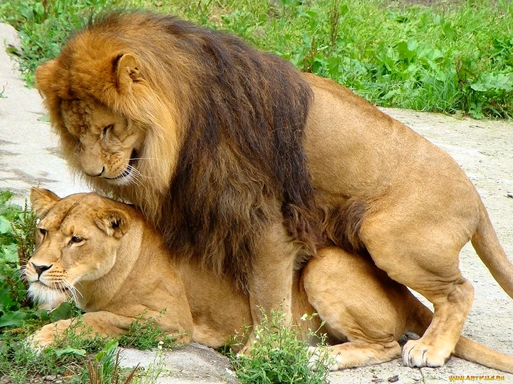 Löwe