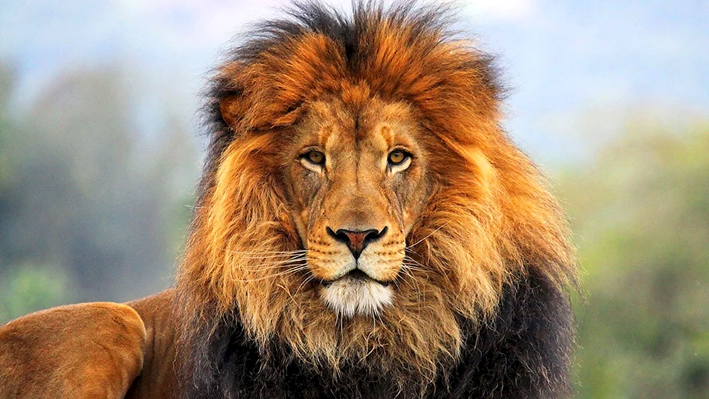 Majestätischer Löwe