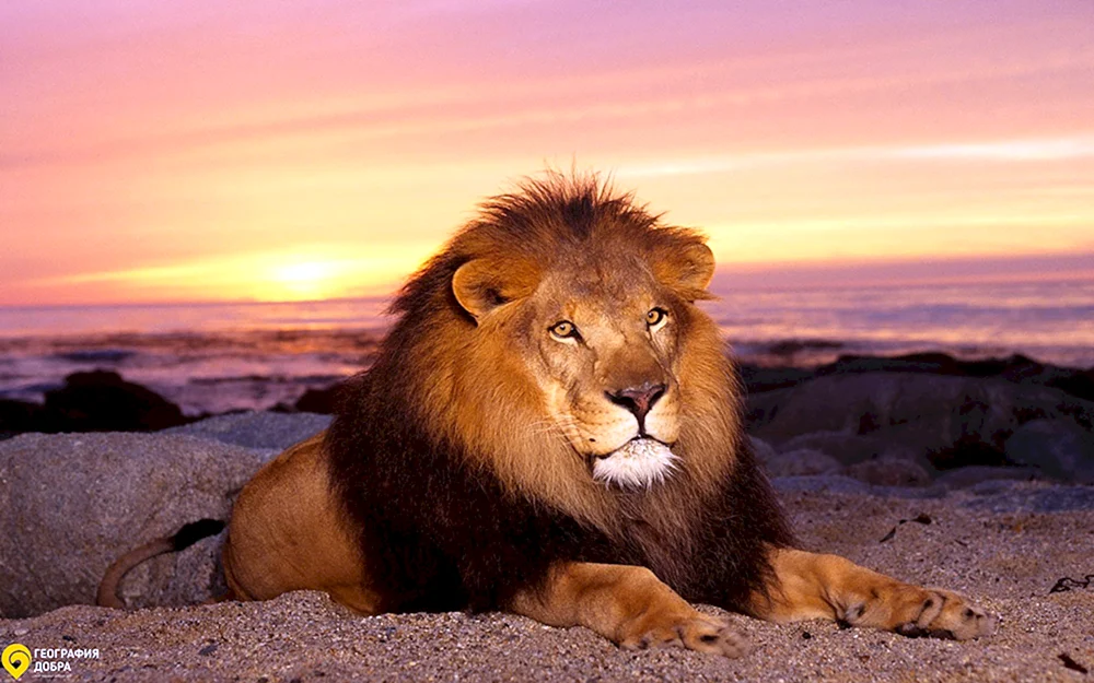 Masai Löwe