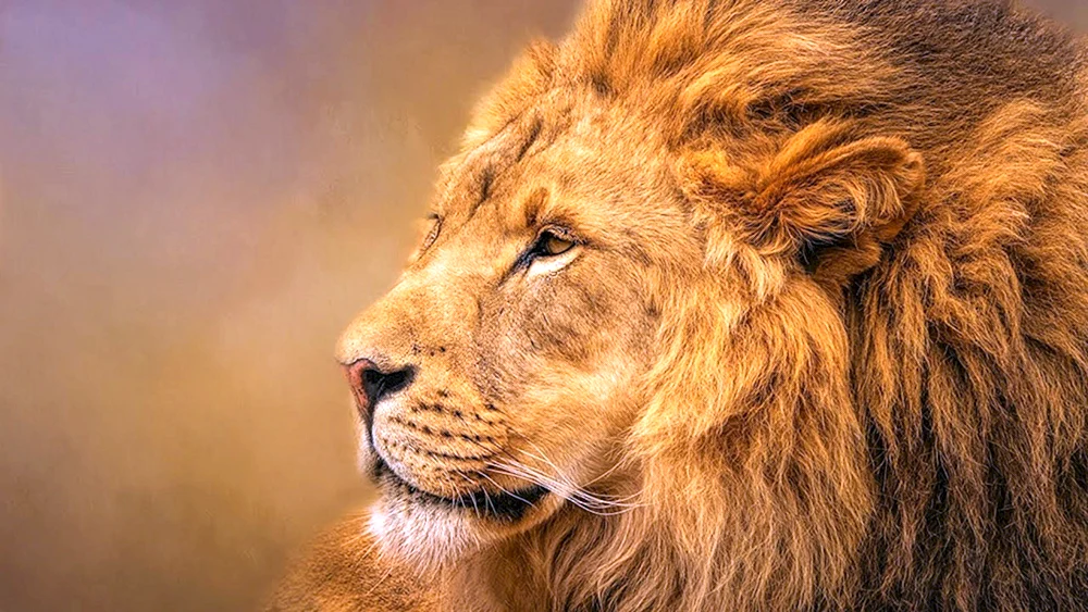 Lion Lyon. Löwe