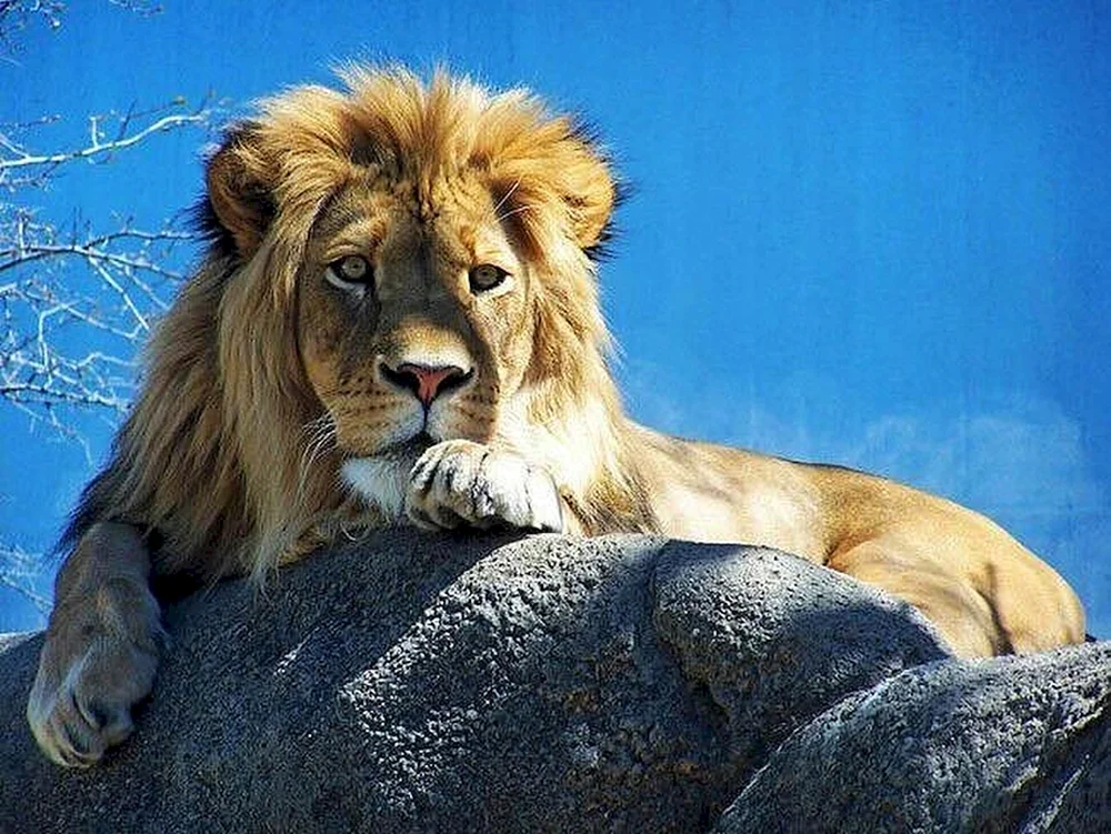 Löwe