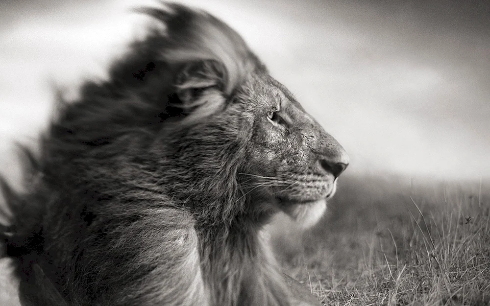 Afrikanische Tiere