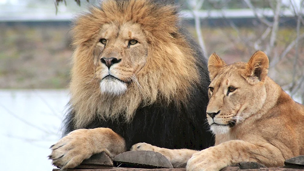 Löwe und Löwin Liebe