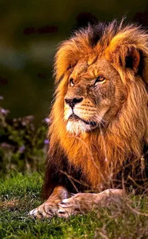 Löwe König der Tiere