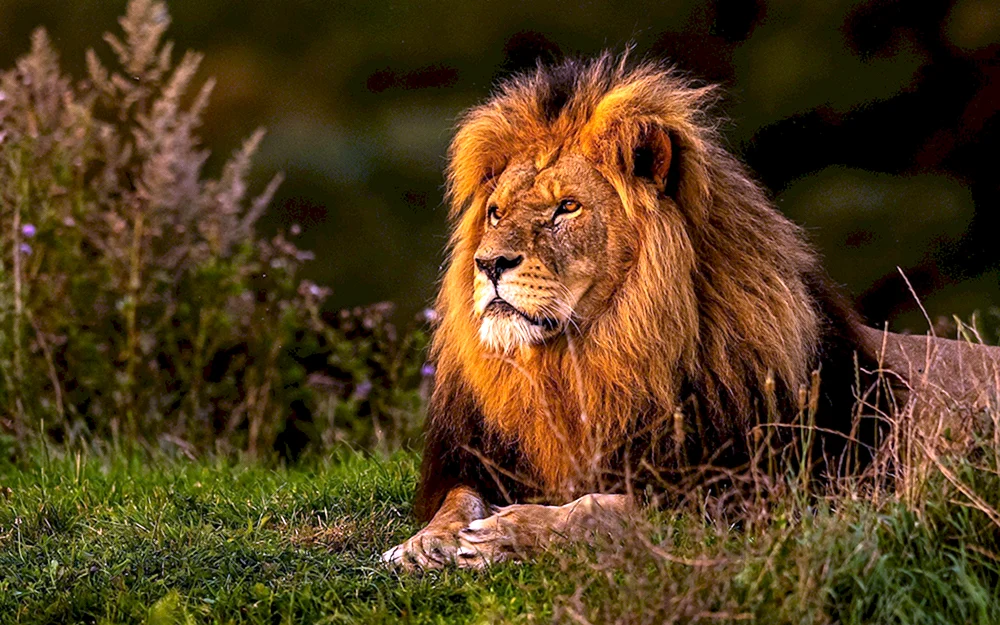 Löwe König der Tiere