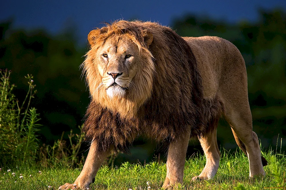 Masai Löwe
