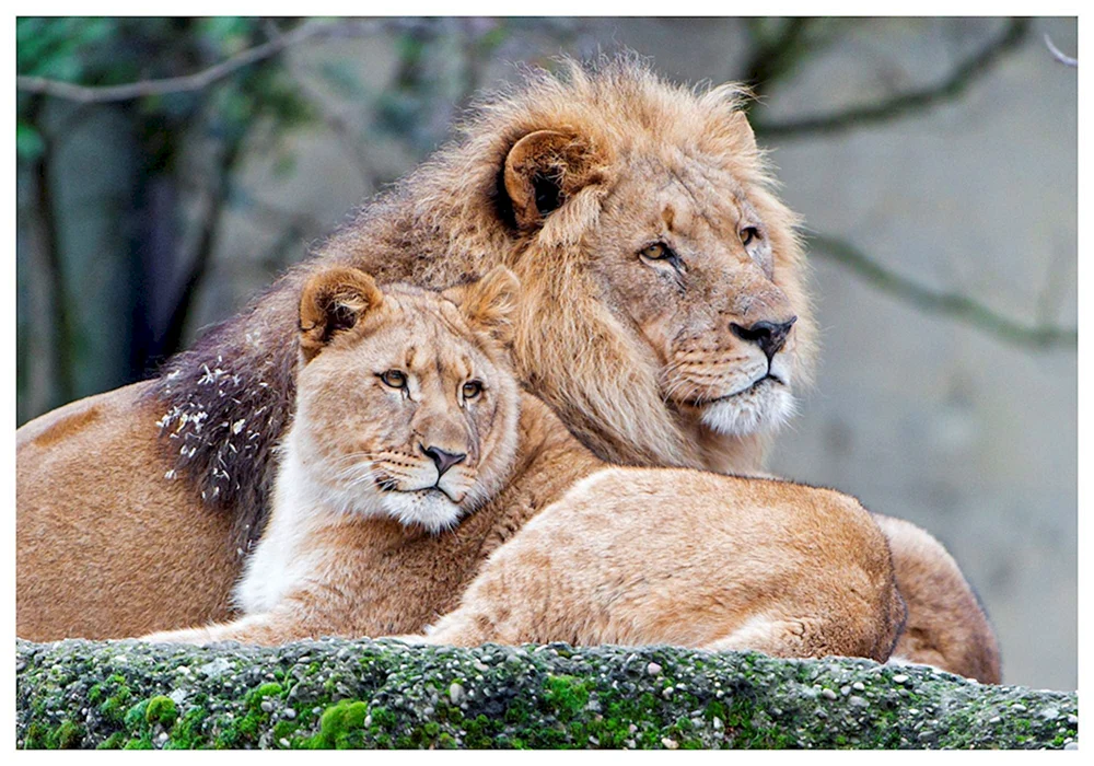 Löwe und Löwin Liebe