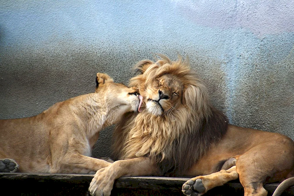 Löwen Liebe
