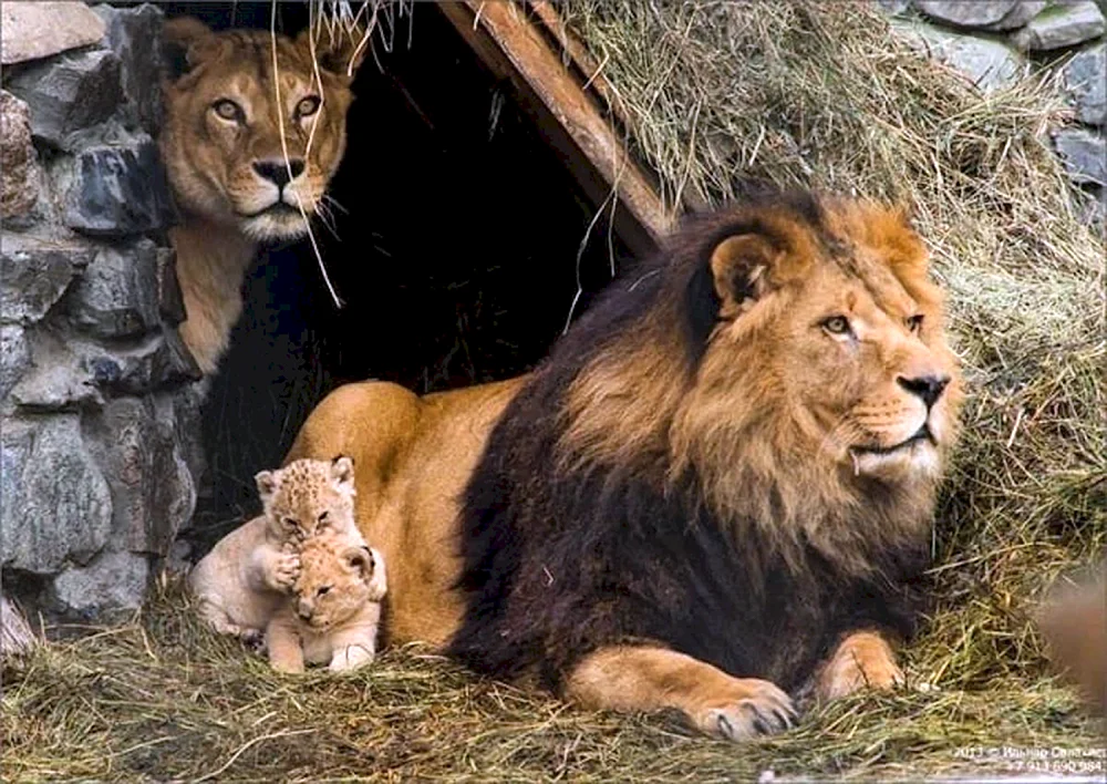 Diamantenmosaik Löwenfamilie.