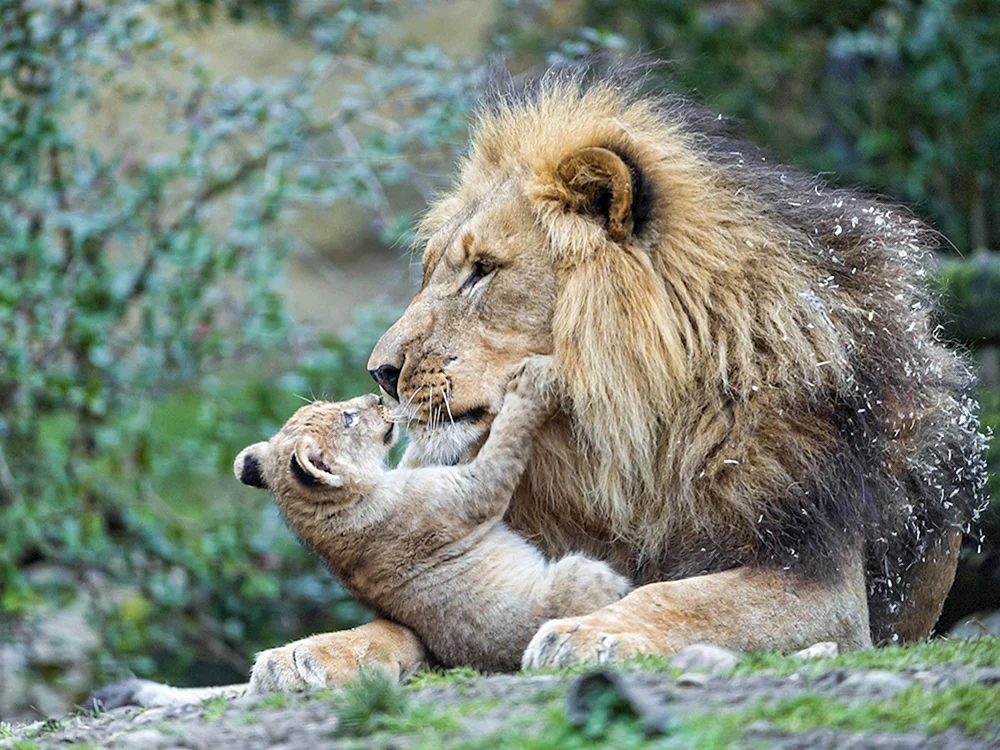 Löwen in der Savanne