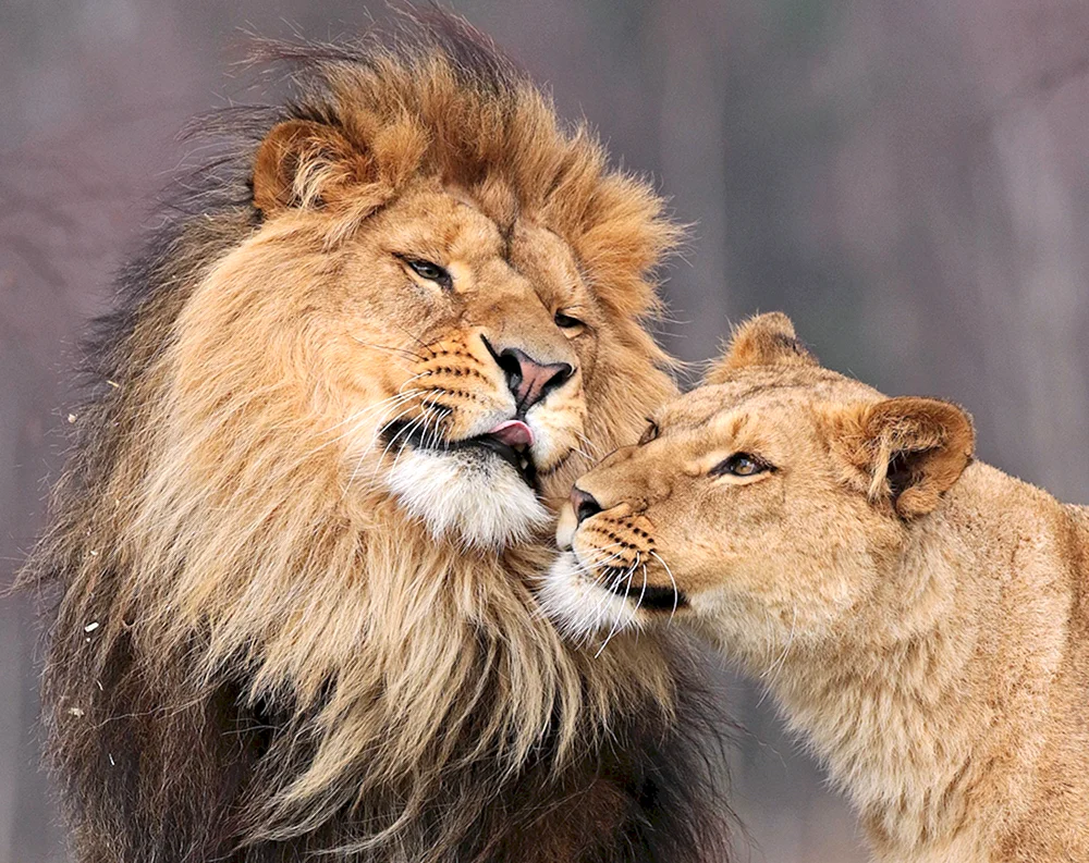 Löwe und Löwin Liebe