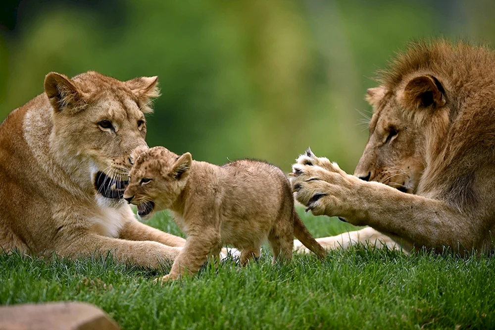 Löwin und Löwenjunges Familie