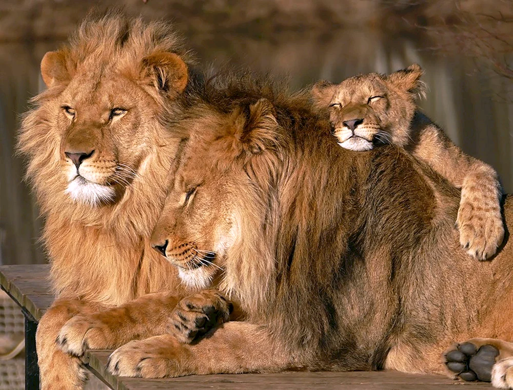 Lion Pride Familie