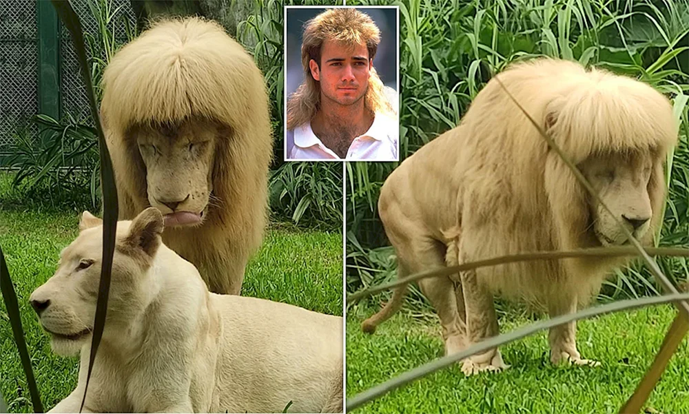 Frisuren für Pferde