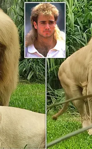 Löwe mit Lockenmähne