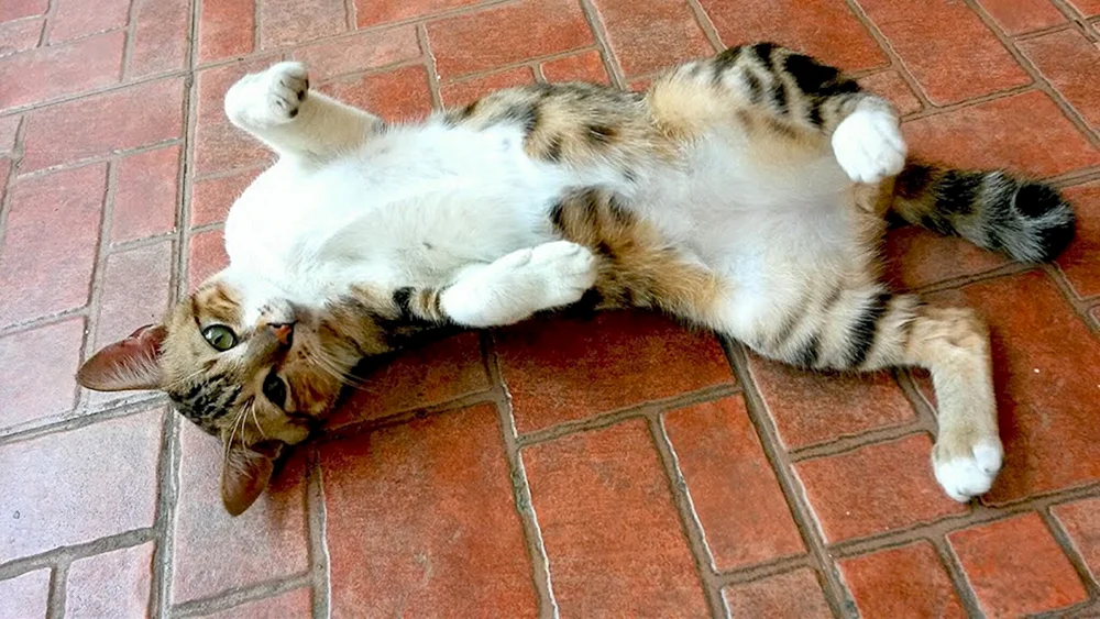 Schlafende Katze