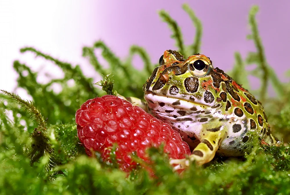 Frosch-Hintergrund mit Fröschen