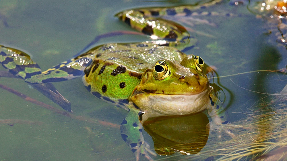 Frosch