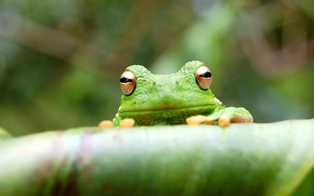 Frosch