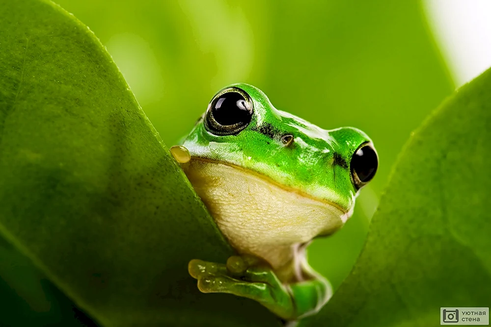 Pepe's Frosch