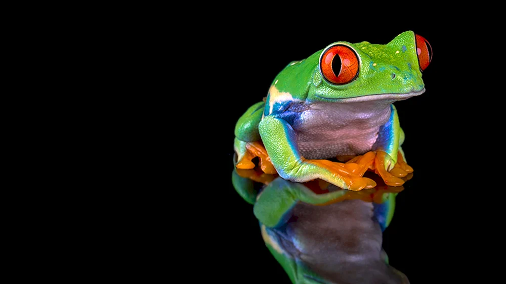 Frosch