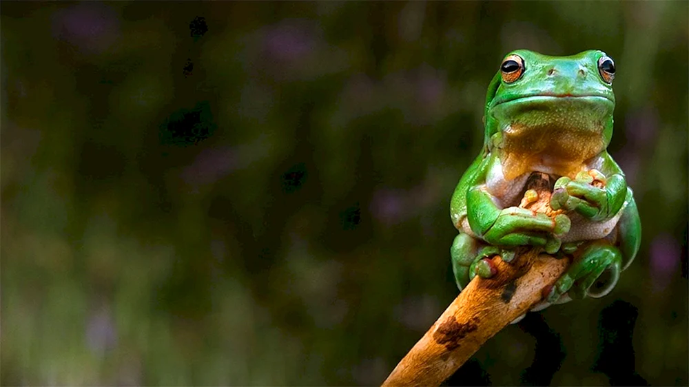 Grüner Frosch
