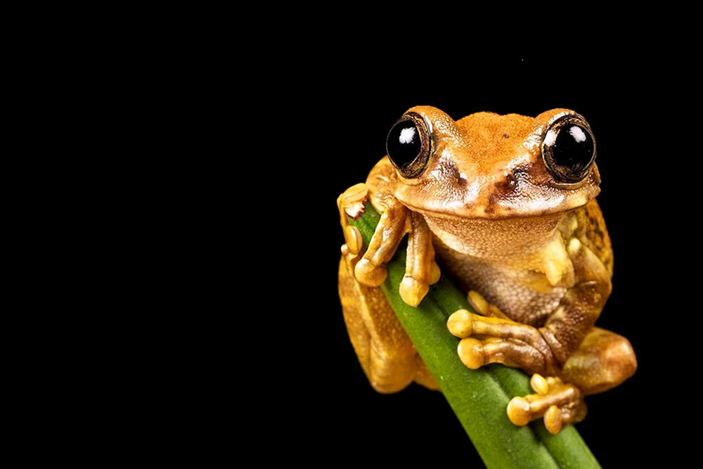 Laborfrosch