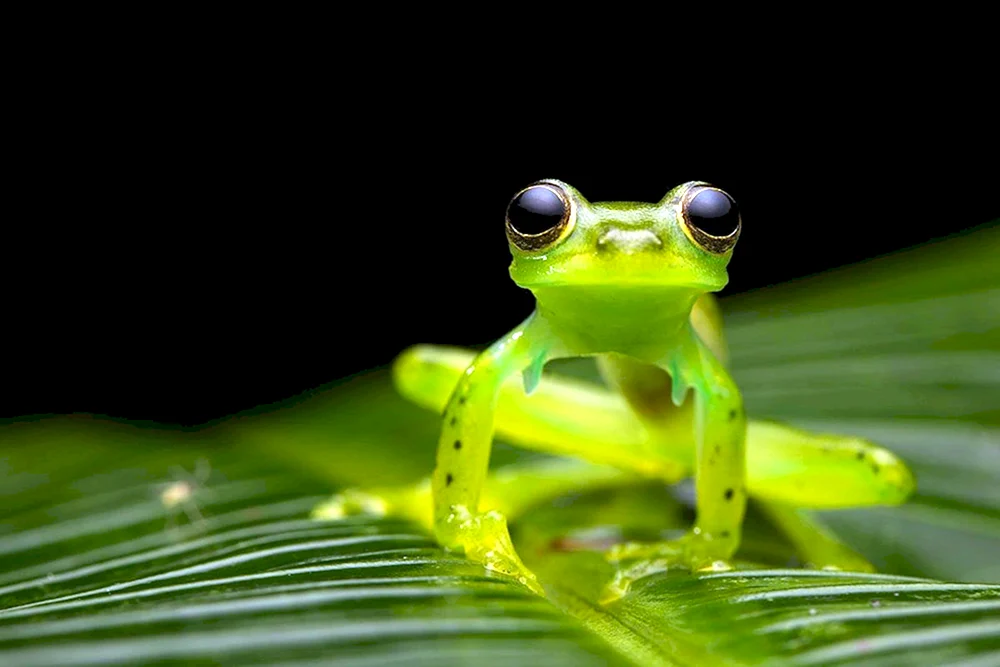 Frosch auf schwarzem Hintergrund