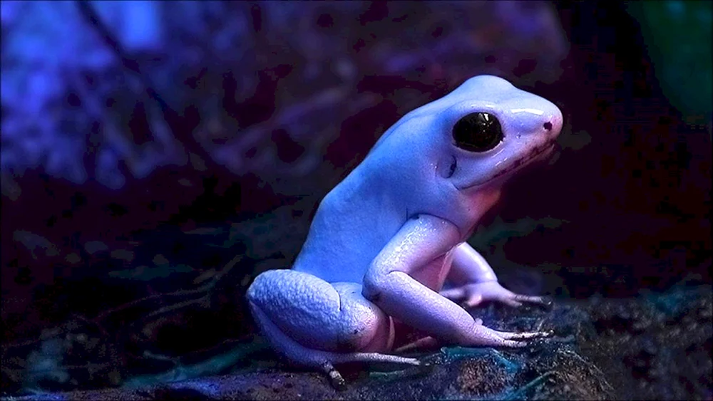 Weißer Spornfrosch