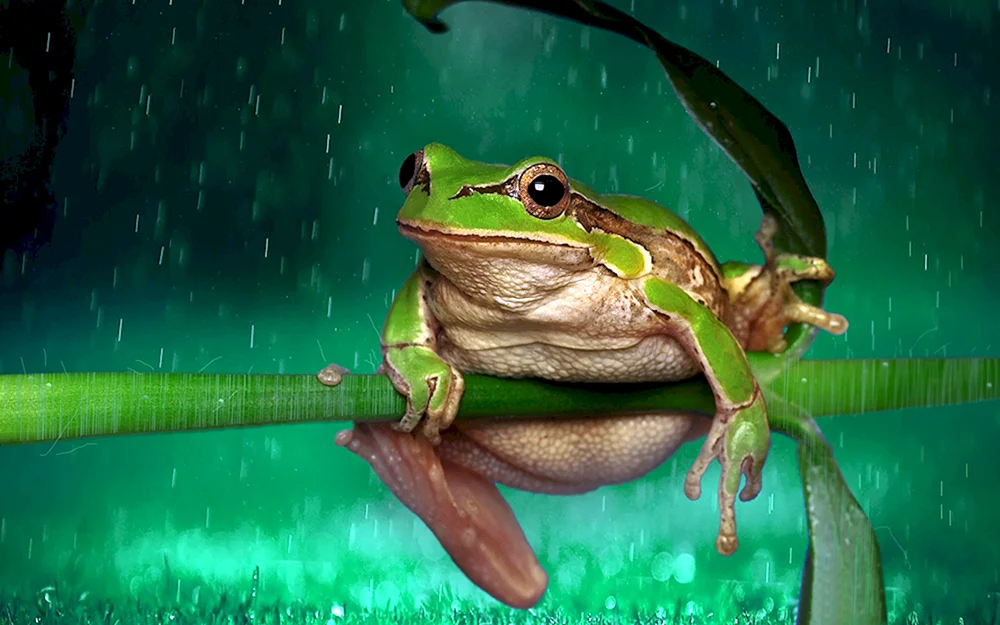 Grüner Frosch Grüner Frosch grün mit orange