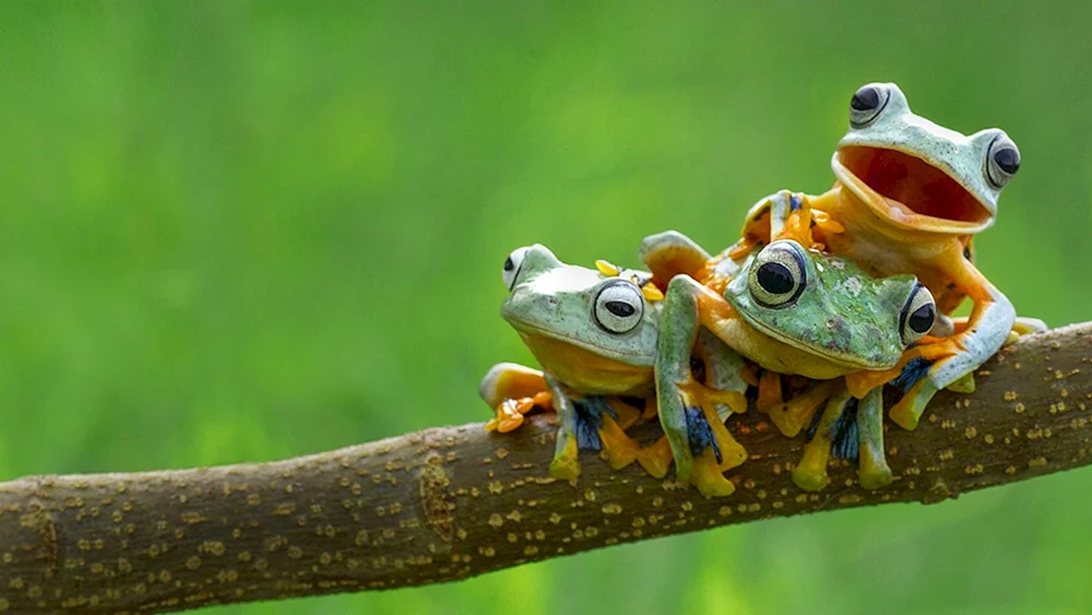 Frosch mit Fröschen