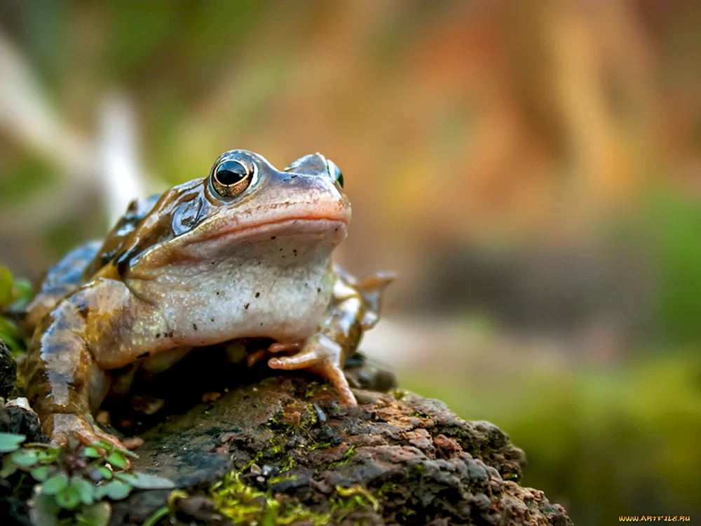 Krebsfressender Frosch