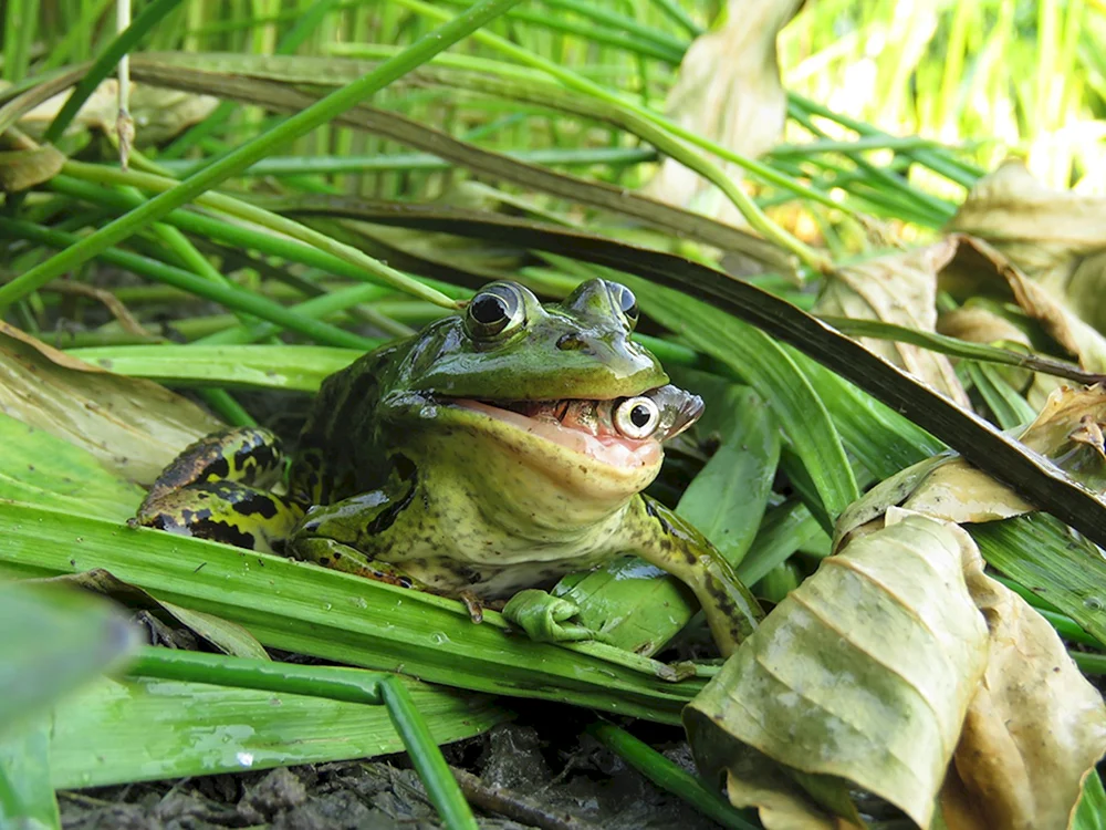 Krabbenfressender Frosch