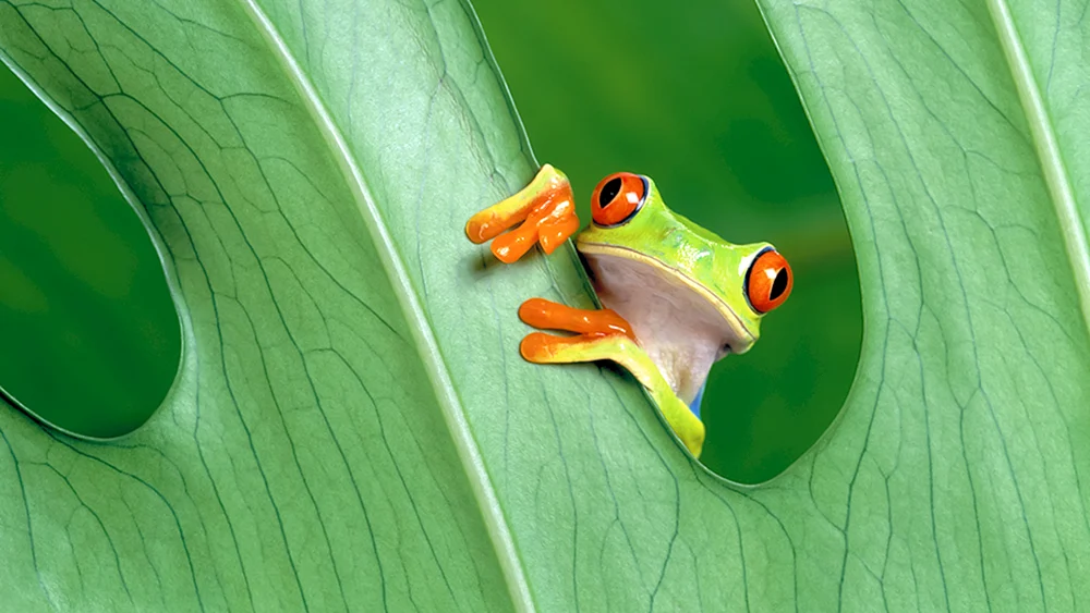Laborfrosch