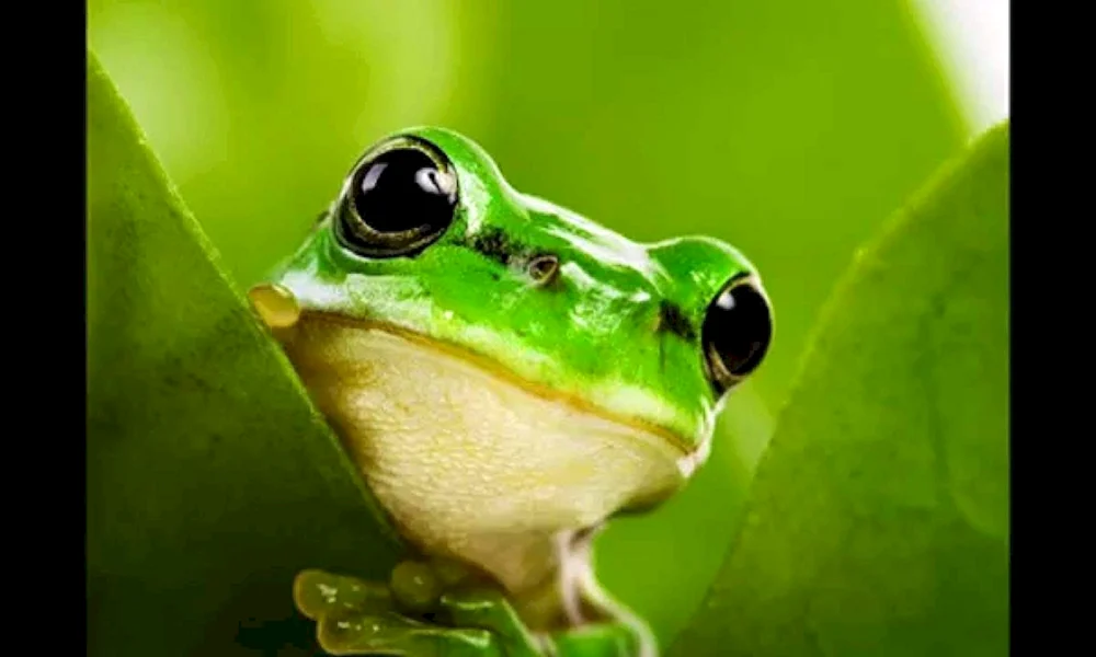 Kwaksha grüner Frosch Aesthetica