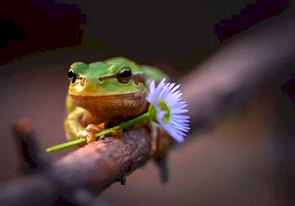 Kwaksha grüner Frosch Ästhetik