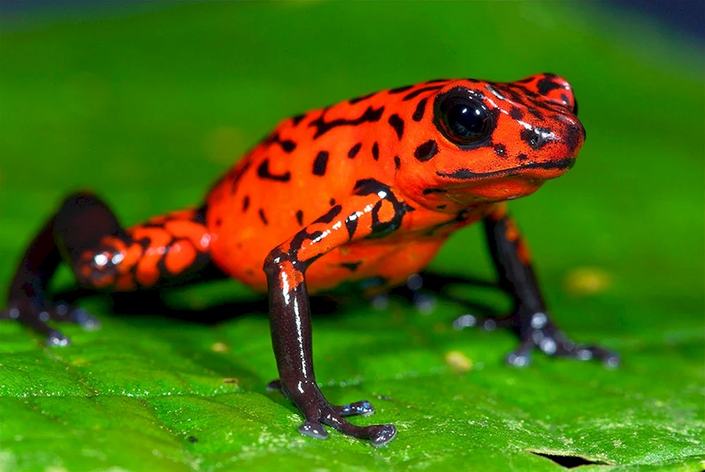 Roter Kardinal rot