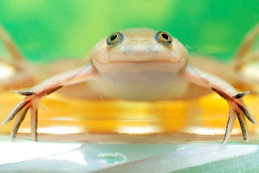 Sporn-Albino-Frosch - Xenopus laevis