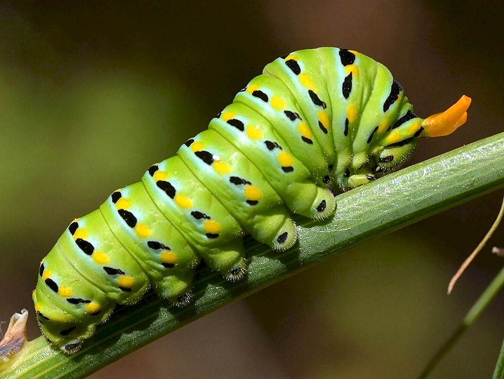 Machaon-Falterraupe