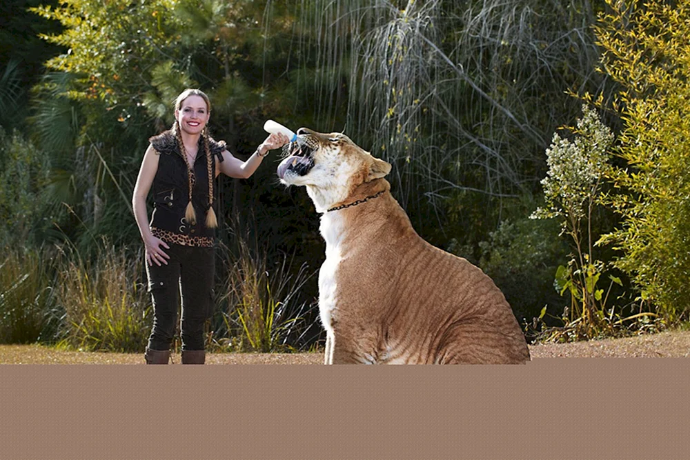 Liger Herkules
