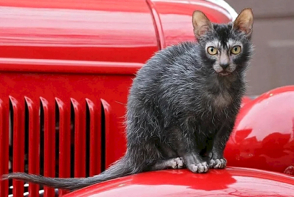 Katzenrasse Licoi